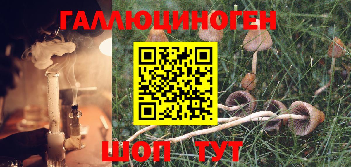Псилоцибиновые грибы Psilocybe Чебоксары